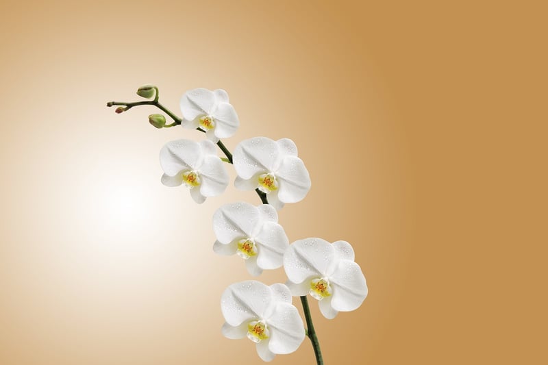 Exotic Orchids